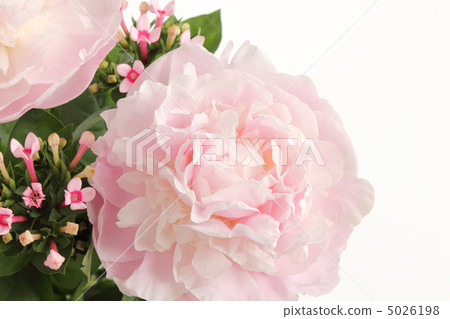 Arrangement of peony and Budvaudia (sideways part) Arrangement of peony and Budvaudia (sideways part) 5026198