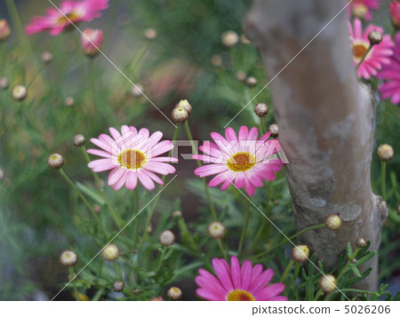 瑪格麗特 5026206