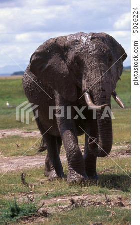 Elephant Elephant 5026224