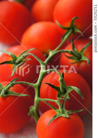 Mini Tomato Mini Tomato 5026251