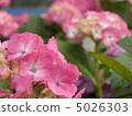  hydrangea 5026303
