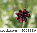 巧克力波斯菊 5026339