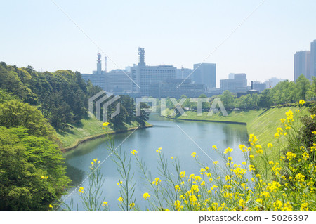 櫻田沙丘和油菜花 櫻田沙丘和油菜花 5026397