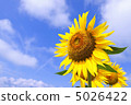 Sun Flower  5026422