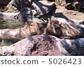 Capybara 5026423