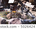 Capybara no yu 5026424
