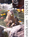 Capybara no yu 5026425