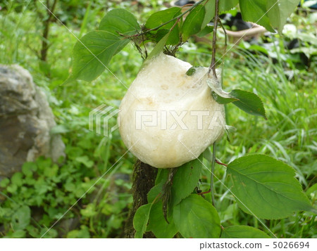 Egg of a frog 5026694