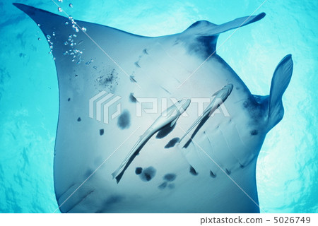 Manta at Ishigakijima 5026749