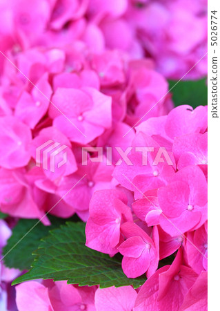 繡球花Suitekaren 5026774