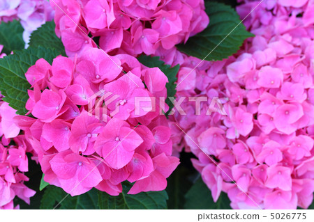 Hydrangea Suitekaren 5026775