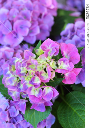 Hydrangea Mauve Purple 5026784