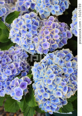 Hydrangea Mona Lisa 5026789