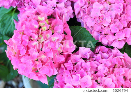 Hydrangea pink pink 5026794