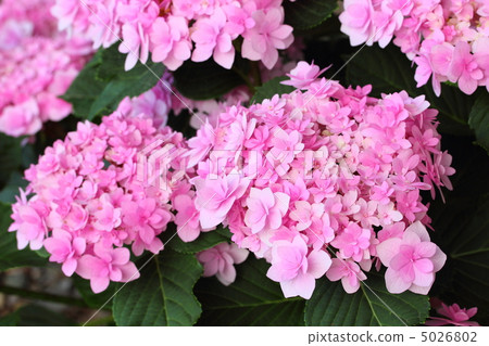 Hydrangea castle marie 5026802