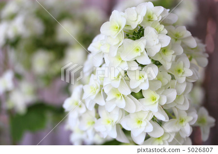 Hydrangea Yae Kashiwaba Hydrangea 5026807