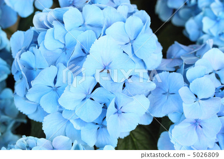 Hydrangea Lapis lazuli 5026809
