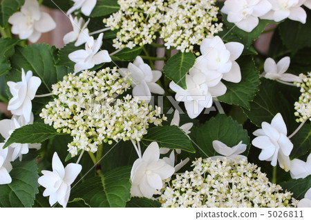 繡球花白色天使 5026811