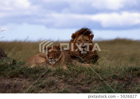 lion lion 5026827