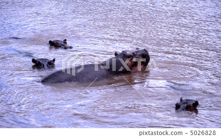 Hippopotamus Hippopotamus 5026828