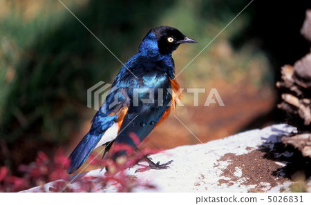 Seiki Mukudori Seiki Mukudori 5026831