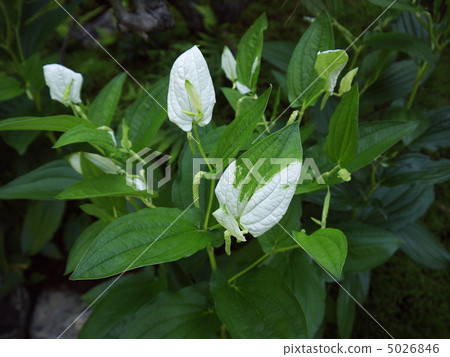 Half-summer student 5026846