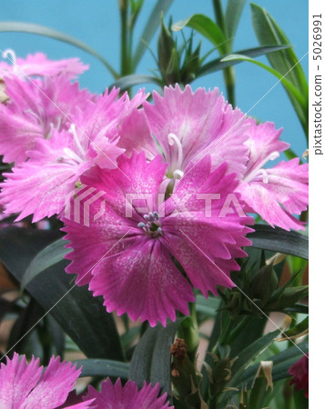 Pink lovely flowers blooming in the spring of April and May, Nadesico of the family Nadesico. 5026991