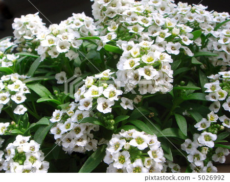 Sweet Allsum (White) 5026992