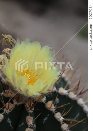 Cactus flower Cactus flower 5027084