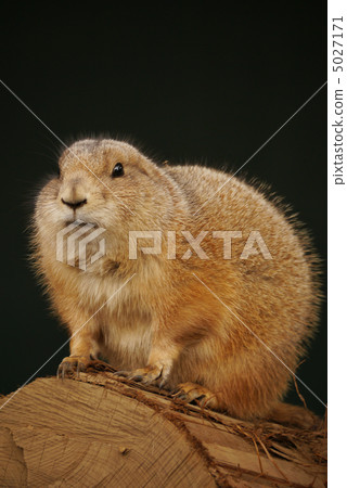 Oglo Prairie Dog 1 5027171