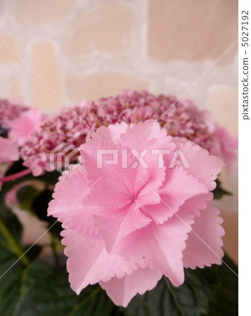 Hydrangea (hydrangea): Cherry blossoms (Hoshino cherry tree) Pink flower language: patiently affection Hydrangea 5027192