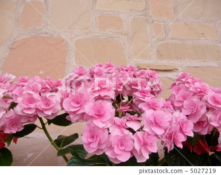 繡球花（繡球花）：城市線歡語：強烈的感情繡球花 5027219