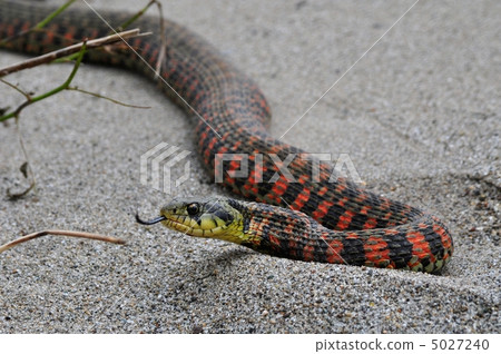 Yamagashi Yamagashi 5027240