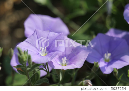 Convolburth Sabatius 5027254
