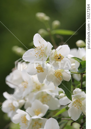 Seiyo Baikutsugi Seiyo Baikutsugi 5027264