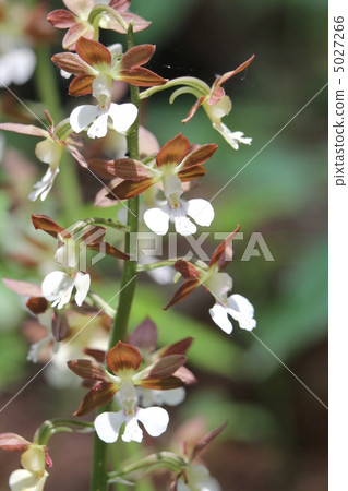 蝦脊蘭屬 5027266