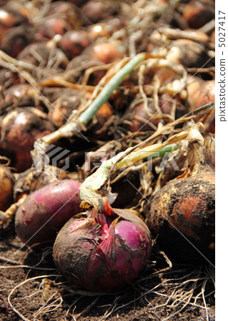 收穫洋蔥 收穫洋蔥 5027417