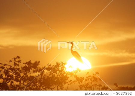 夕陽和鳥類3 5027592
