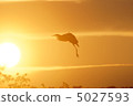 夕陽和鳥類4 夕陽和鳥類4 5027593