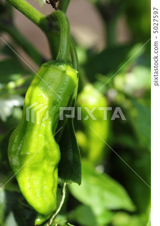 士頭 士頭 5027597