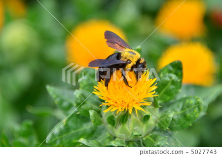 Bear bee that smokes safflower Bear bee that smokes safflower 5027743