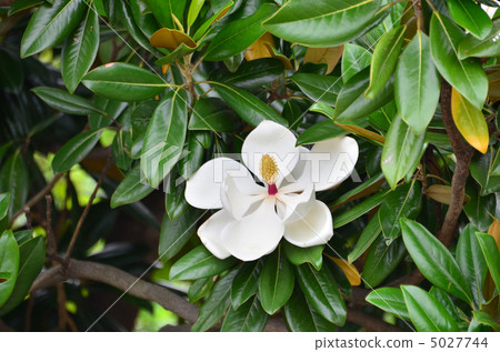 Taishan tree Taishan tree 5027744