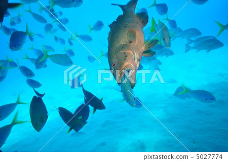 珊瑚鱒魚 5027774