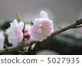 梅花 5027935