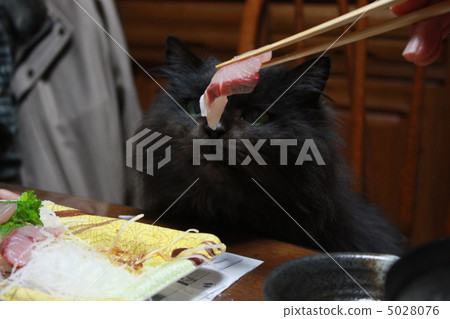 Black cat and sashimi Black cat and sashimi 5028076