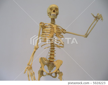 skeleton 5028223