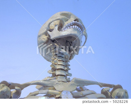 skull skull 5028226
