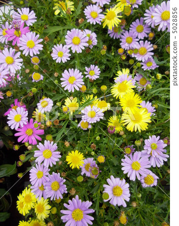 瑪格麗特 5028856