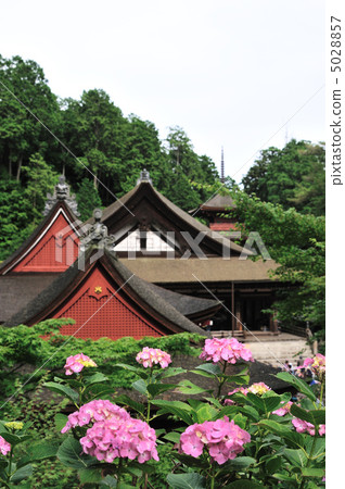 繡球花的繡球花 5028857
