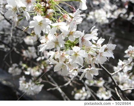 櫻花 櫻花 5028984